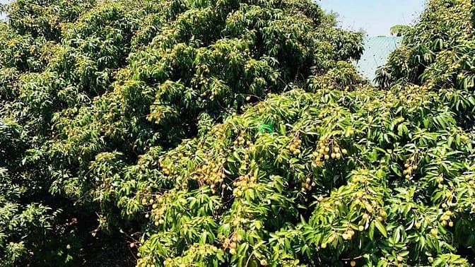 Hình ảnh Bán 215m2 Đấ xã Ea Kar tỉnh Dak Lak khu dân cư đông Cạnh Hồ