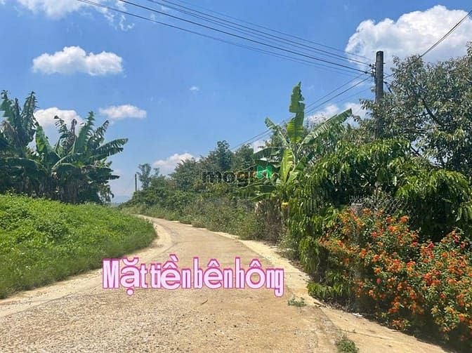 Hình ảnh Bán Đất Hòa Ninh Di Linh- Lâm Đồng Đất nền sẵn thổ cư và cây ăn trái