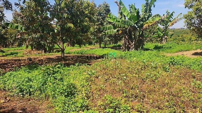 Hình ảnh Bán Đất Hòa Ninh Di Linh- Lâm Đồng Đất nền sẵn thổ cư và cây ăn trái