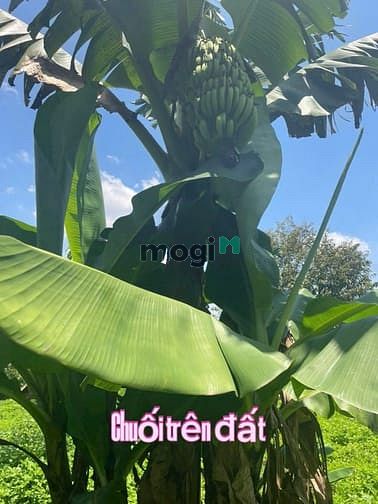 Hình ảnh Bán Đất Hòa Ninh Di Linh- Lâm Đồng Đất nền sẵn thổ cư và cây ăn trái