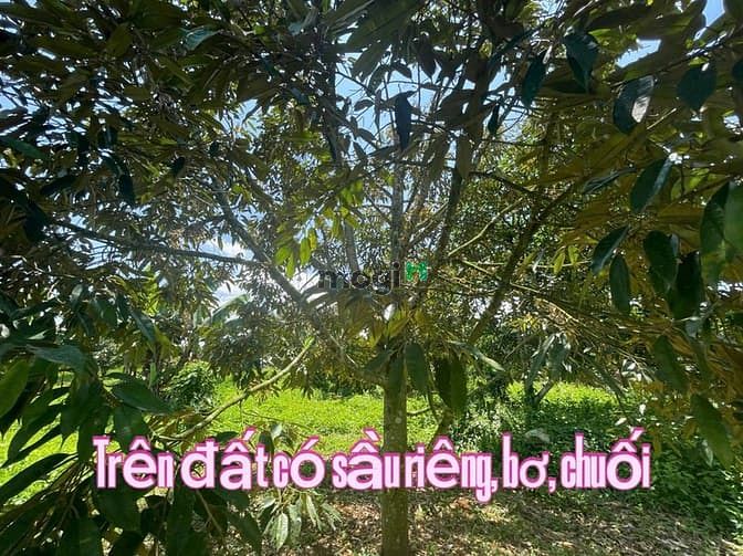 Hình ảnh Bán Đất Hòa Ninh Di Linh- Lâm Đồng Đất nền sẵn thổ cư và cây ăn trái