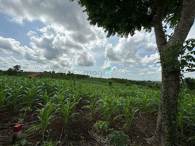 Hình ảnh Bán Đất Tam Giang - Krông Năng-ĐẮK LẮK