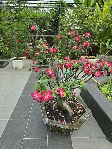 Hình ảnh Bán villa 1000m2 Lê Thị Riêng Phường thới An Quận 12