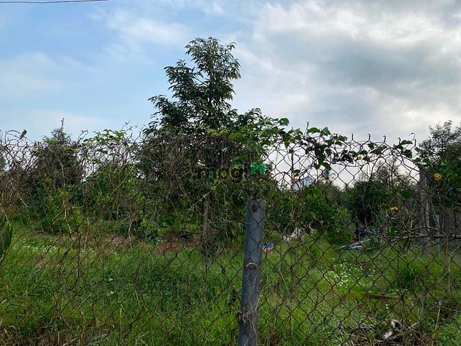 Hình ảnh Bán đất vườn ( sầu riêng) , phường Thanh hoà, Đồng tháp