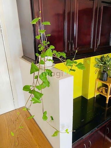 Hình ảnh Chung cư Phạm Văn Đồng, BT: 1p ngủ, full nội thất, 65m2, 8triệu