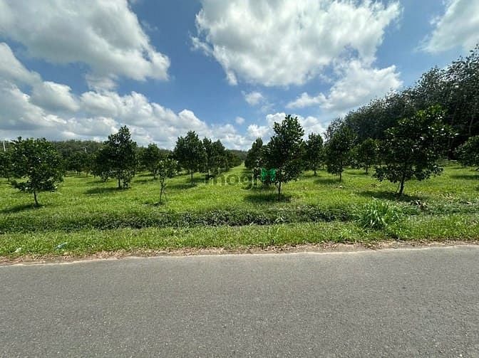 Hình ảnh Chủ Gửi 1000M2 Đất TC Có Sẵn Vườn Mít Đang Thu Hoạch Cạnh Chợ Và UBND