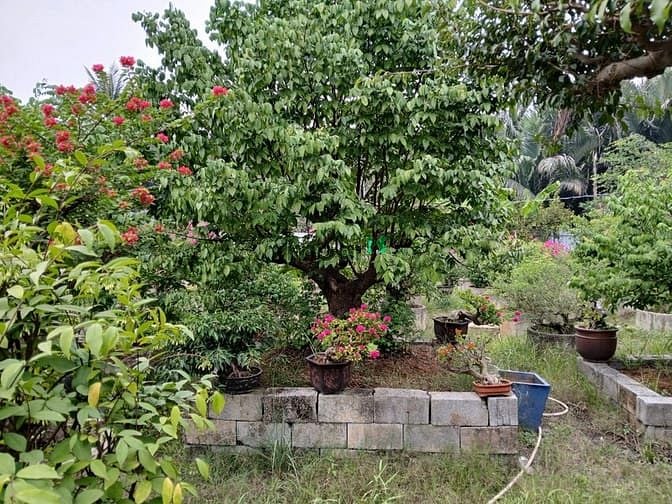 Hình ảnh Cho thuê 1.600m2 đất tc ngay vòng xoay Phú Hữu
