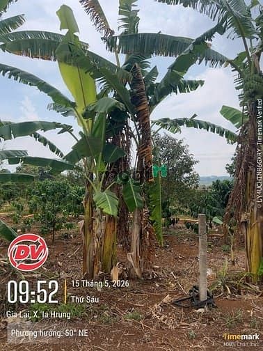 Hình ảnh Bán đất sau lưng ủy ban xã Iader cũ