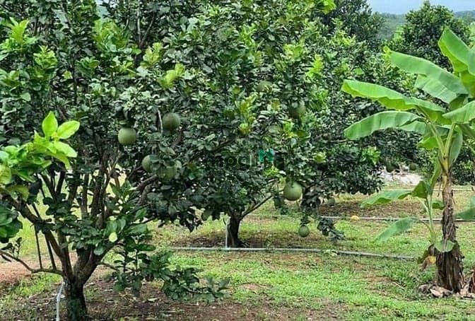 Hình ảnh Cần bán vườn bưởi da xanh Ở Bình Phước hơn 5000m2 giá 80tr