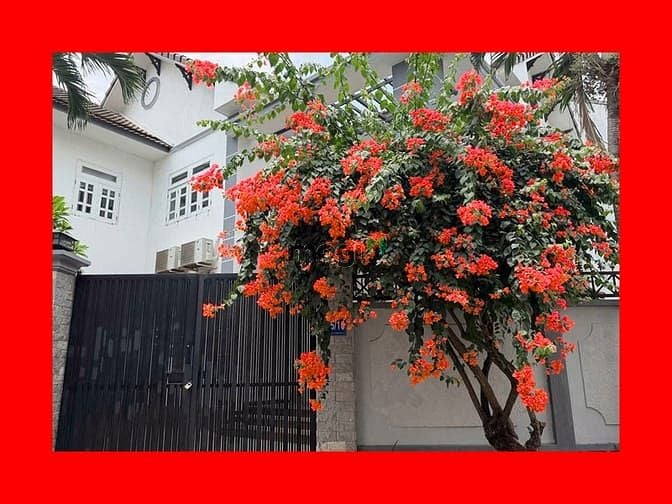 Hình ảnh ⭕Cho thuê biệt thự sân vườn, ngay cầu Sài Gòn, diện tích đất 305m²,4Pn