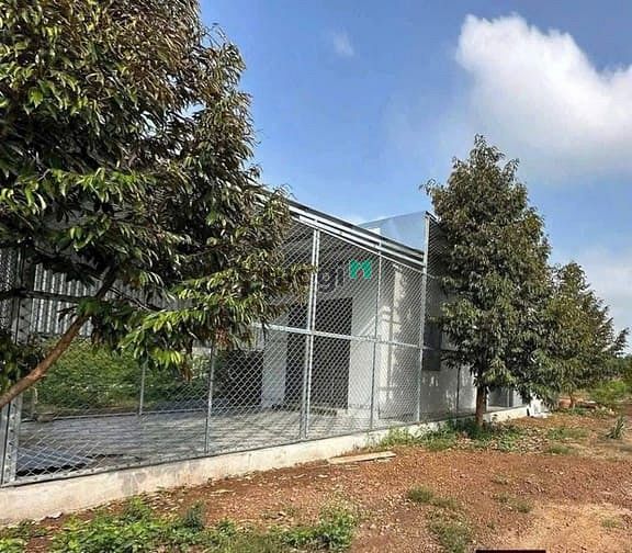 Hình ảnh Chủ cần bán nhanh vườn sầu riêng 1.145m² tại Phước Thành – giá chỉ 480