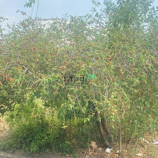 Hình ảnh Chính Chủ Gửi Bán Nền Biệt Thự 2 Mặt Tiền Trước Sau, Đường số 51