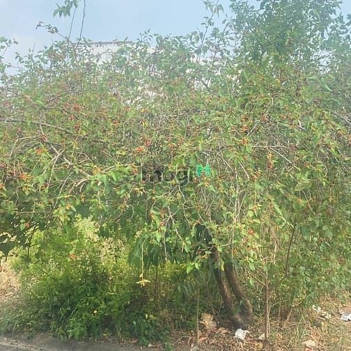 Hình ảnh Chính Chủ Gửi Bán Lô Đất Hẻm 41 Đường Gò Cát P.Phú Hữu Quận 9.