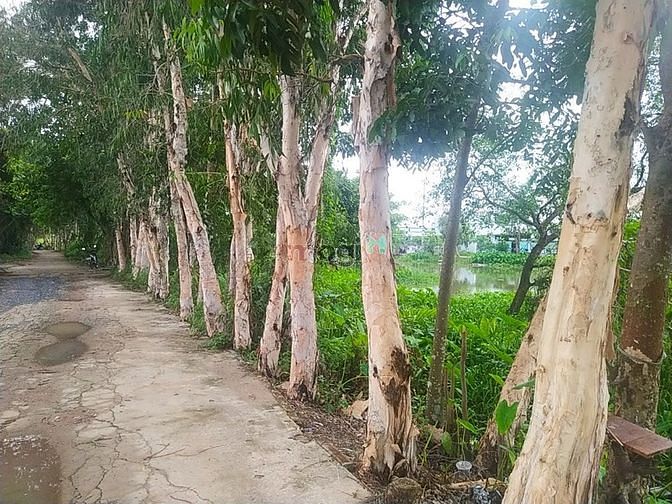 Hình ảnh Bán đất Hà Huy Giáp Q12 200 m2 chỉ 7.97 tỷ Vip Mb6688 đang hoakt động đẹp.
