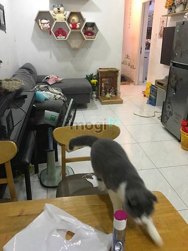 Hình ảnh Cho thuê Trang Chủ MB66.COM / Đăng Ký Tặng 66K - chung cư cmt8 - trường chinh - tân bình
