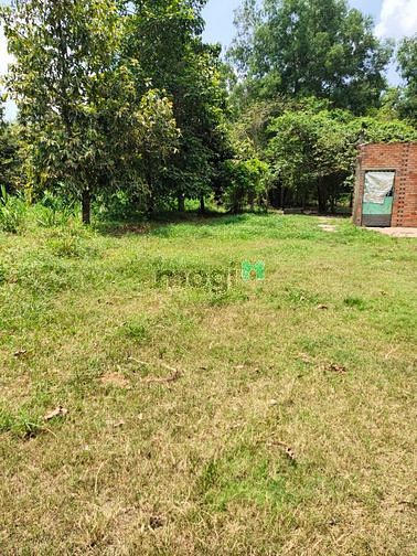 Hình ảnh Bán 1639m² đất trồng cây có 320m² thổ cư giá 13 tỷ tl xã Hòa Phú Củ Ch