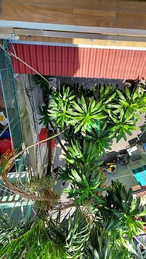 Hình ảnh HXH 6m đg Phú Thọ Hòa, dt: 4,6mx14m, 2 Lầu đúc BTCT