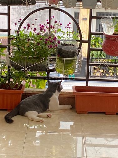 Hình ảnh CHDV máy lạnh full nội thất sân ban công rộng