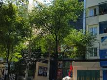 Hình ảnh Bán nhà MT đường Hai Bà Trưng, Q.1. DT: 4.5x21m, giá 34 tỷ