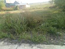 Hình ảnh Chính chủ cần bán gấp 300 m2 đất thổ cư BD giá rẻ chỉ 19 0triệu/100 m2