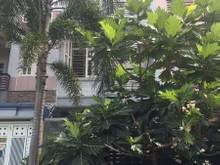 Hình ảnh Cần  Bán gấp Villa  cao cấp  giá rẻ tại P.Thảo Điền Quận 2  giá 27 Tỷ