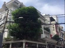 Hình ảnh Cho thuê Nhà Biệt Thự nguyên căn 16,5x15,5m Nguyễn Trọng Tuyển