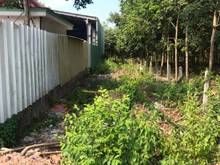 Hình ảnh Cần bán đất mặt tiền đường Bà Thiên - xã Nhuận Đức - Củ Chi