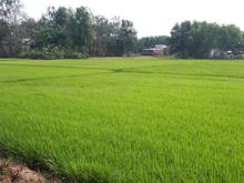 Hình ảnh Bán gấp đất Nhơn Trạch,View sông, giá chỉ 840tr/1000m2,giá rẻ,lời ngay