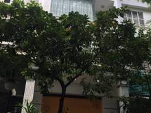 Hình ảnh Mua nhanh bán gấp căn nhà 5 tầng mt Phạm Thái Bường, Phú Mỹ Hưng