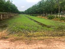 Hình ảnh Cần bán đất 1 xẹc đường Bà Thiên - xã Nhuận Đức - Củ Chi