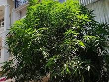 Hình ảnh Nhà phố khu Hưng Gia - Hưng Phước - Phú Mỹ Hưng, Quận 7 cho thuê