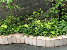 Hình ảnh Cho Thuê Nhà Mặt Tiền Trần Quang Khải 3 Tấm 10,5x15, P.Tân Định, Q.1