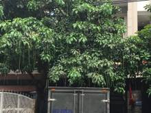 Hình ảnh Nhà Đường rộng 20m - Tân LSơn Nhì - Tân Phú 4x20 10,9 Tỷ