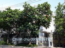 Hình ảnh Bán gấp biệt thự đơn lập Mỹ Phú 3, Phú Mỹ Hưng đường số 20 chính chủ