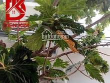 Hình ảnh Cho thuê nhà đường Bàu Cát 5 quận Tân Bình 6,8x19m