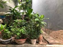 Hình ảnh Bán gấp mảnh đất đẹp khổ đất như bao diêm 2,2tỷ Hoàng Như Tiếp, Bồ Đề