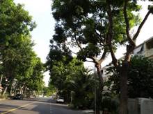 Hình ảnh Cho thuê biệt thự Mỹ Thái, Phú Mỹ Hưng, Q.7, thuê ở và làm văn phòng