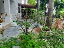 Hình ảnh Cần cho thuê gấp biệt thự PMH, Quân 7 nhà đẹp, giá rẻ nhất khu vực.