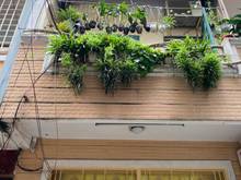 Hình ảnh Bán nhà HXH đường 3/2, Q.10 DT 3,59m x 9,13m (NH 3,62), giá 6.7 tỷ