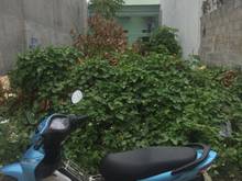 Hình ảnh Đất Đẹp Số 11 , Trường Thọ , TĐ 96m2 . ĐƯờng Lớn , Thổ CƯ 100%