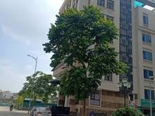 Hình ảnh Cho thuê nhà Thụy khuê Tây Hồ, 195m2x8T thông sàn
