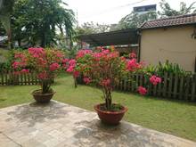 Hình ảnh Villa 1 lầu có sân vườn hồ bơi rộng thoáng