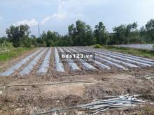 Hình ảnh Cần bán gấp lô đất vườn DT:540m2, giá 730 triệu,  xã Nhuận Đức, Củ Chi