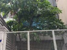 Hình ảnh Chính chủ Bán gấp nhà mặt tiền Trần Quốc Toản Q3, 5x28m, 1trệt2L 35.5T
