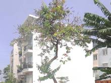 Hình ảnh Sang gấp lô đất kinh doanh MTĐ Gò Dưa, P. Tam Bình. Q. Thủ Đức 2.2 tỷ