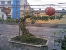 Hình ảnh Cần bán lô góc hoa hậu khu Nguyên Hồng, Huỳnh Thúc Kháng. 115m2