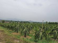 Hình ảnh Bán 1.2 Ha vườn Thanh Long Tân Hải, thị xã LaGi chính chủ