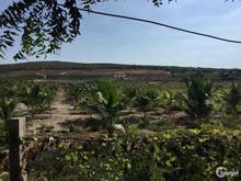 Hình ảnh Cần bán đất NÔNG NGHIỆP 14000M2 đường Hồ Văn Long, H. Bình Chánh.