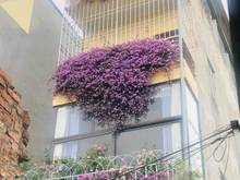 Hình ảnh Bán Nhà phố Trong hẻm Phổ Quang Quận Tân Bình, 3.9m x 25m