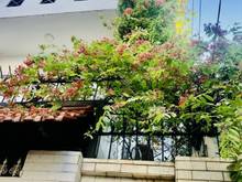 Hình ảnh Bán Nhà phố Trong hẻm Lam Sơn Quận Tân Bình, 224 m2 (7m x 32m)